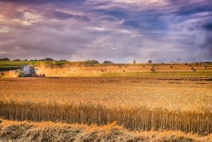 Производство пшеницы останется устойчивым, а запасы в сезоне 2020-2021 годов могут еще вырасти