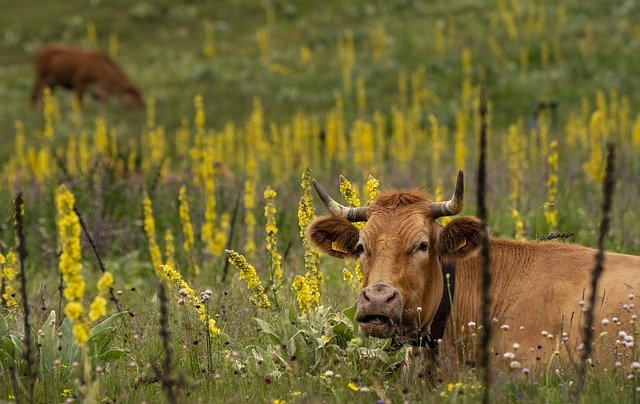 корова в зарослях травы