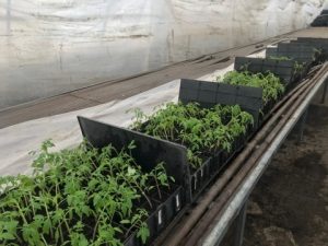 Процесс посадки томатов и огурцов в теплице РФ «Кайнар»