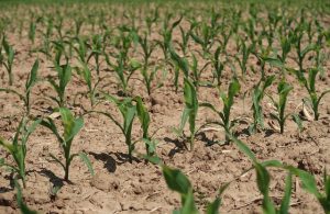 Разница появления всходов кукурузы мало влияет на урожайность