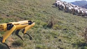 Робот Spot пасет овец