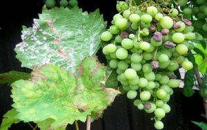 мучнистая роса на винограде