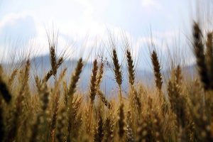 Сертификация органической продукции увеличит доход аграриев Казахстана