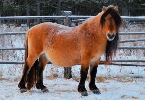 Сибирские ученые уникальность якутских лошадей связана с особенностями их питания