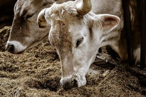 Советы по предотвращению вздутия у коров