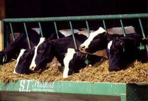 Соевые бобы с высоким содержанием олеиновой кислоты полезны для молочных коров