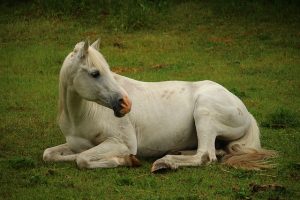 Сон лошадей залог их здоровья