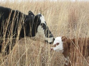 Социальное дистанцирование коров – одна из основ продуктивной фермы