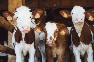 Стадо коров пытались незаконно вывезти в Казахстан