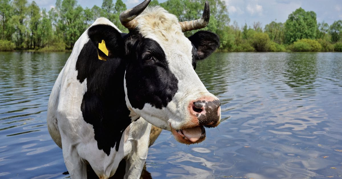 Корова на водопое