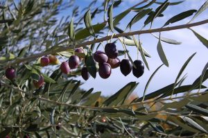 Узбекистан видит потенциал в развитии оливковой отрасли
