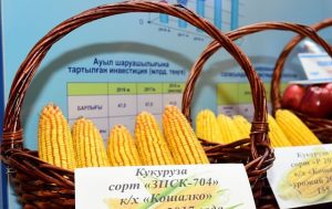 Урожай кукурузы в Алматинской области