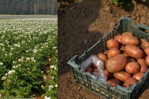 Ученые Урала вывели два уникальных сорта картофеля