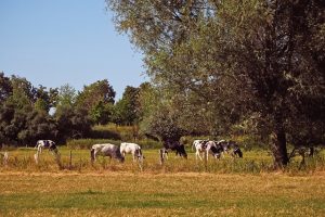 коровы пасутся на полях с остатками кукурузы