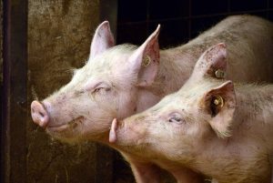 Ученые определили почему медь способствует росту свиней
