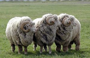 овцы породы Меринос
