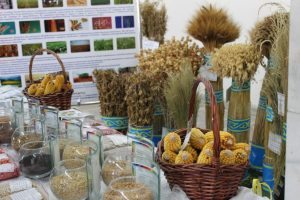 У фермеров Алматинской области появилось возможность закупать семена и удобрения на 20% дешевле