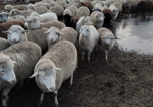овцы купленные по программе кредитования
