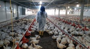 Эпизоотическая ситуация по птичьему гриппу в Жамбылской области стабильна