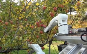 автоматизированный робот для сбора фруктов