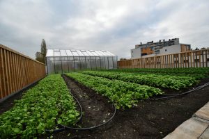 выращивание овощей