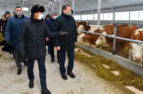 в Северо-Казахстанской области запущена молочная ферма ТОО «Қызылжар Сүт»
