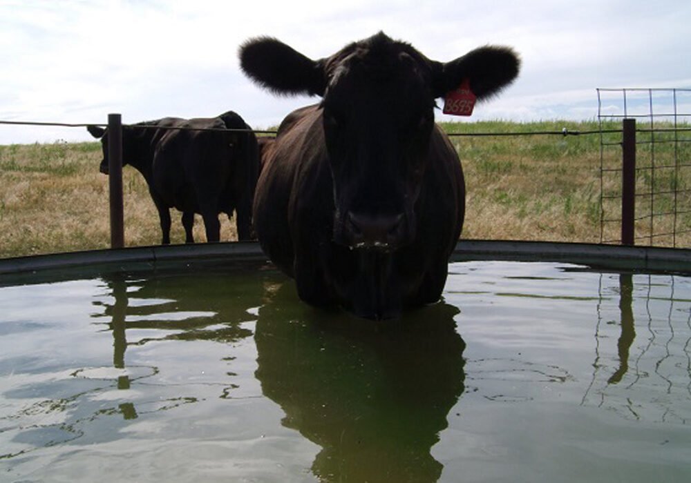 вода для коров: качество и чистота