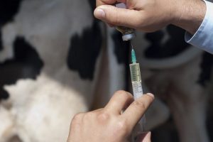 вакцинация скота