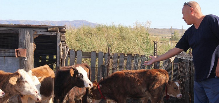 казахстанский фермер с коровами