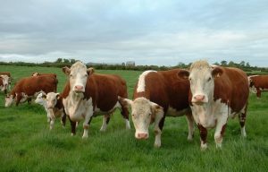 В ВКО растет количество породного скота