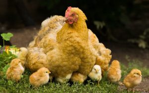 курица с цыплятами