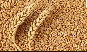Казахстан наращивает экспорт зерна в Россию