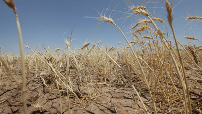 засуха на пшенице
