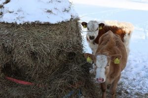 кормление коров зимой