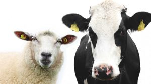 корова и овца, животноводство