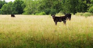 коровы на пастбище