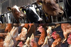 молочно-товарная ферма и птицефабрика