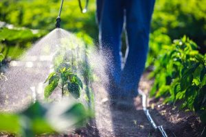 опрыскивание растений пестицидами