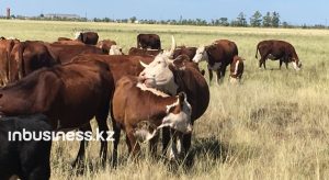 В Актюбинской области намерены активно развивать животноводство
