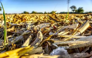 пожнивные остатки кукурузы на поле