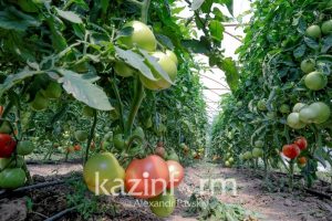Благодаря новым технологиям и сортам в Алматинской области выросла урожайность