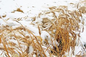 погибший урожай пшеницы