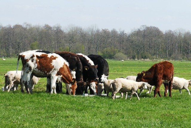 сельскохозяйственные животные