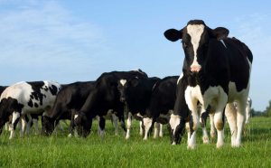 Фермер из ВКО планирует обеспечить соцобъекты качественным молоком