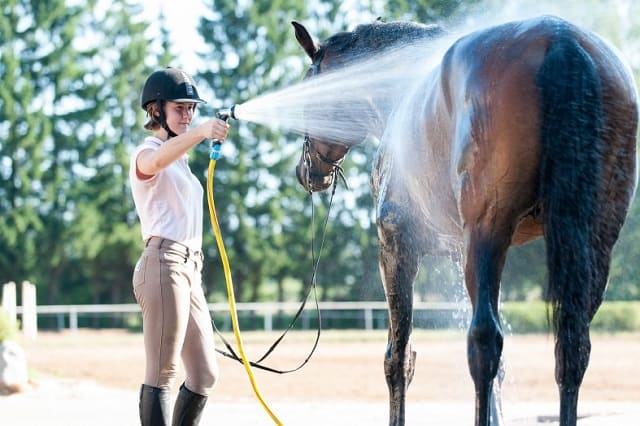 снятие телового удара у лошади водой