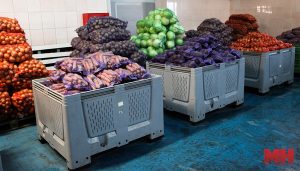 В Алматинской области собрали рекордный урожай картофеля