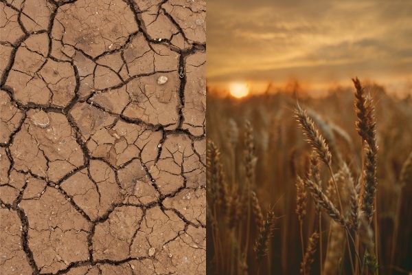 страхование посевов от засухи