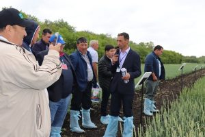В Алматинской области полным ходом идёт жатва зерновых