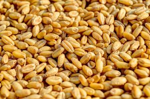 зерно пшеницы