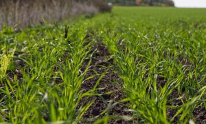 Аграрии Украины могут потерять до 50% урожая зерновых